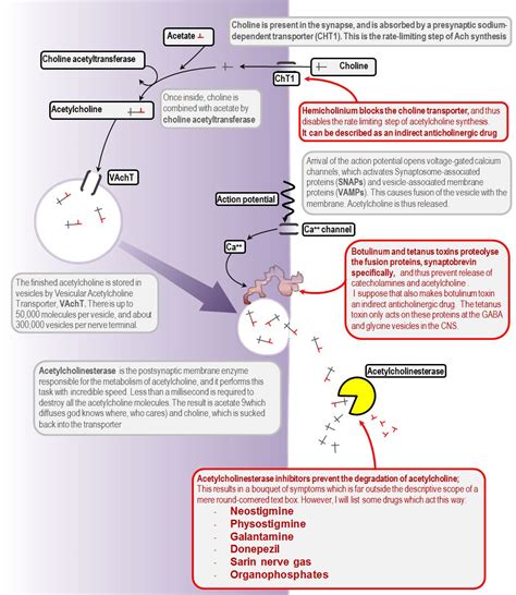 Physiology, Acetylcholinesterase .